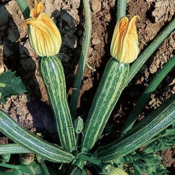 ITALIAN STRIPED COURGETTE - 1374