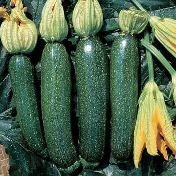 ZUCCHINO HYBRID F1 AMBASSADOR - 1377