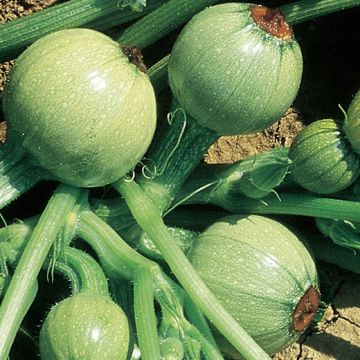 LIGHT ROUND COURGETTE FROM NICE - 1378