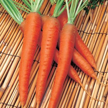 CAROTA RUBROVITAMINA Lunga - 1038