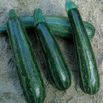 Apulian Striped Courgette - 1380