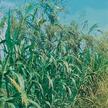 SORGO Hy - 3810