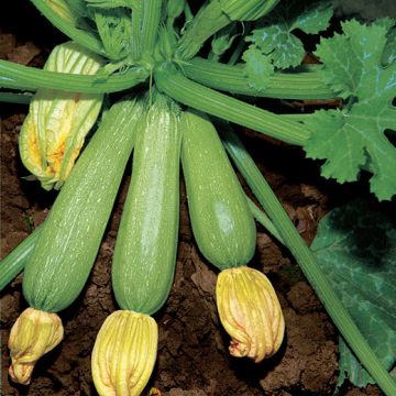 ZUCCHINO DI FAENZA - 1384