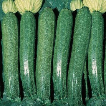 ZUCCHINO HYBRID F1 DIAMANT - 1386