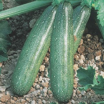 ZUCCHINO HYBRID F1 SOFIA - 1387