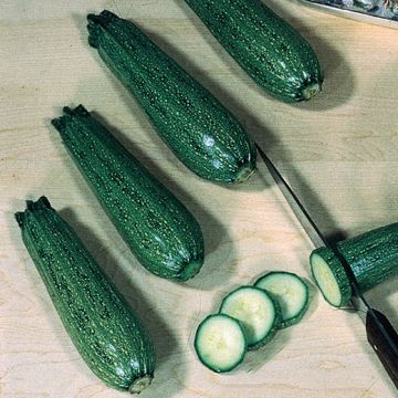 ZUCCHINO HYBRID F1 STORR’S GREEN - 1388