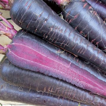 CAROTA HYBRID F1 Deep Purple - 1039