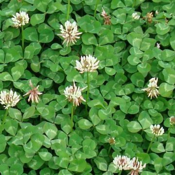 TRIFOGLIO LADINO REGAL (Trifolium repens giganteum) - 3900
