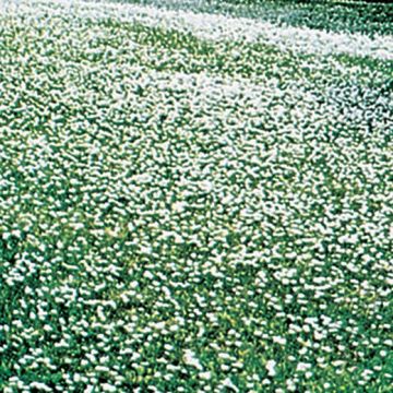 TRIFOGLIO NANISSIMO PER TAPPETO VERDE A FIORELLINI BIANCHI (Trifolium repens) - 3920