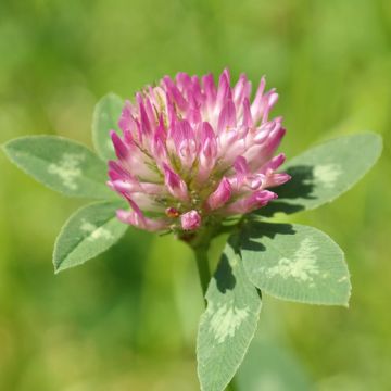 TRIFOGLIO PRATENSE VIOLETTO (Trifolium pratense) - 3930