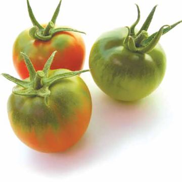 POMODORO HYBRID F1 REGINELLA - 1394