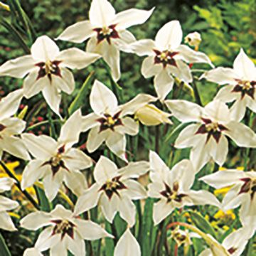 ACIDANTHERA MURIALAE BICOLOR (Perenne) - 4000-