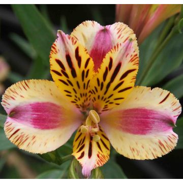 ALSTROEMERIA MARGUERITE - 4008-