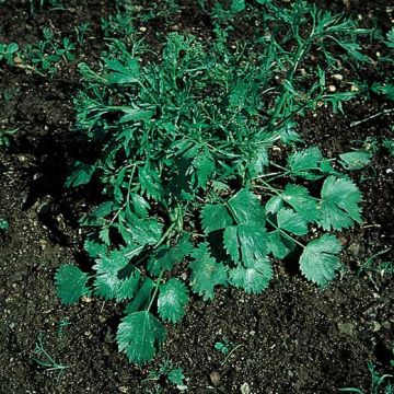 ANICE VERDE (Pimpinella anisum) - 1401