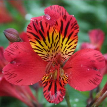 ALSTROEMERIA CHINON - 4010-
