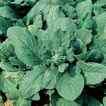 BORRAGINE (Borrago officinalis) - 1402