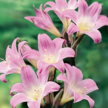 AMARILLIDE BELLADONNA (Perenne) - 4021-