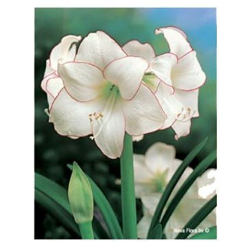 AMARILLIDE A FIORE SEMPLICE PICOTE' - 4022-