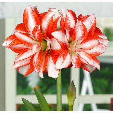 AMARILLIDE A FIORI DOPPI EXOTIC PEACOCK - 4023-