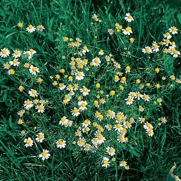 CAMOMILLA COMUNE (Matricaria chamomilla) - 1403
