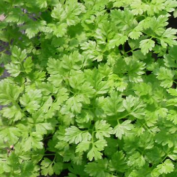 CHERVIL "COMMUN" - 1404