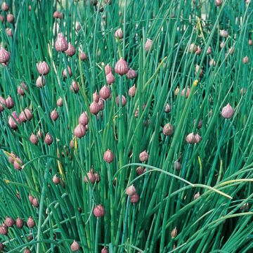 CHIVES (Allium schoenoprasum) - 1406