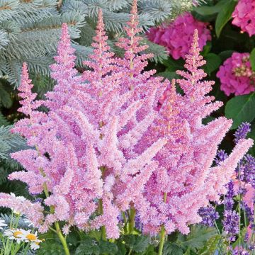 ASTILBE PEACH BLOSSOM - 4063-
