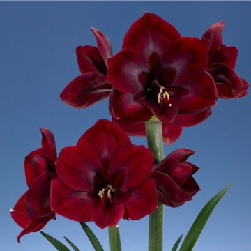 AMARILLIDE A FIORE SEMPLICE GRAND DIVA - 4080-