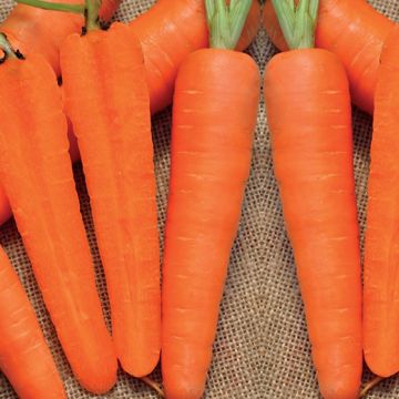 CAROTA KURODA - 1040