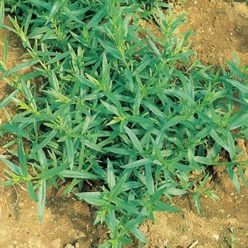 DRAGON (Artemisia dracunculus) Seeds - 1416