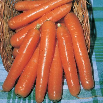 CAROTA MEZZA LUNGA NANTESE A NASTRO - 10052