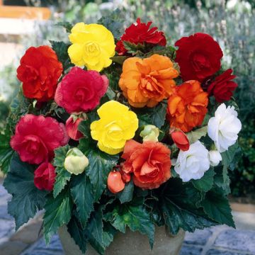 BEGONIA A GRANDI FIORI DIOPPI MIX - 4204-