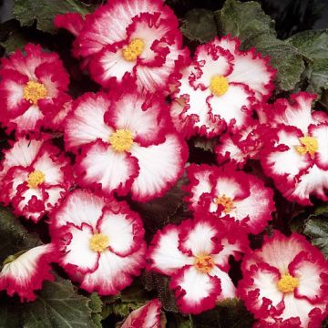 BEGONIA CRISPA MARGINATA - 4206-