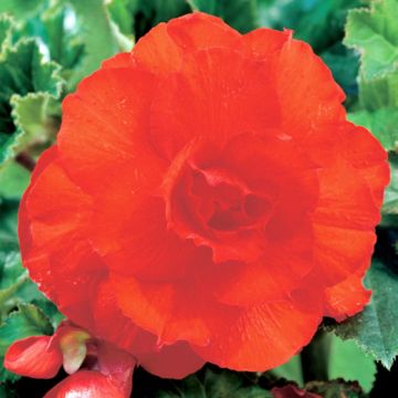 BEGONIA DOPPIA ARANCIO - 4210-