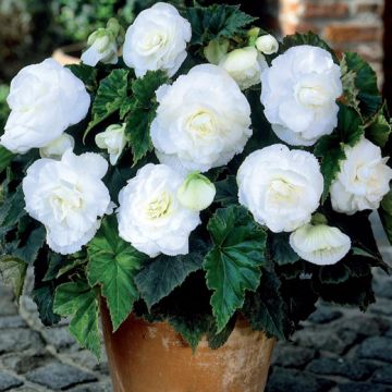 BEGONIA DOPPIA BIANCA - 4211-