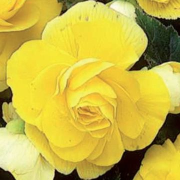 BEGONIA DOPPIA GIALLA - 4212-