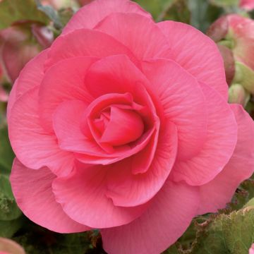 BEGONIA DOPPIA ROSA - 4213-