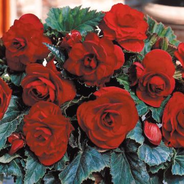 BEGONIA DOPPIA ROSSA - 4216-