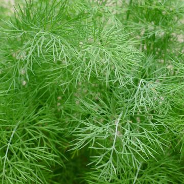 ANETO (Anethum graveolens) - 1423