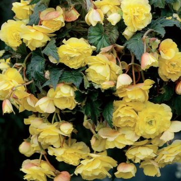 BEGONIA PENDULA GIGANTE A FIORI RICADENTI GIALLI - 4260-