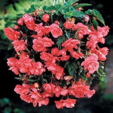 BEGONIA PENDULA GIGANTE A FIORI RICADENTI ROSA - 4261-