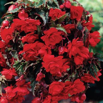 BEGONIA PENDULA GIGANTE A FIORI RICADENTI SCARLATTO - 4262-