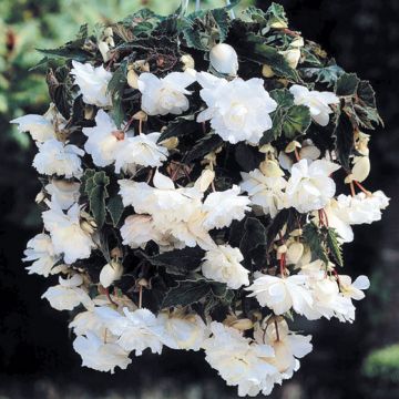BEGONIA PENDULA GIGANTE A FIORI RICADENTI BIANCHI - 4263-