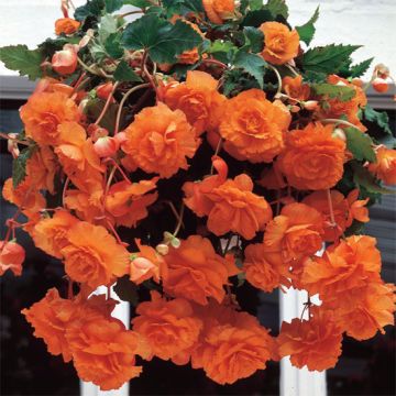BEGONIA PENDULA GIGANTE A FIORI RICADENTI ARANCIO - 4264-