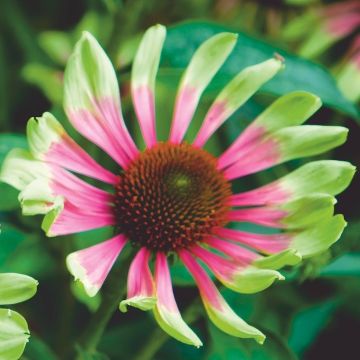 ECHINACEA PURPUREA GREEN TWISTER - 4280-