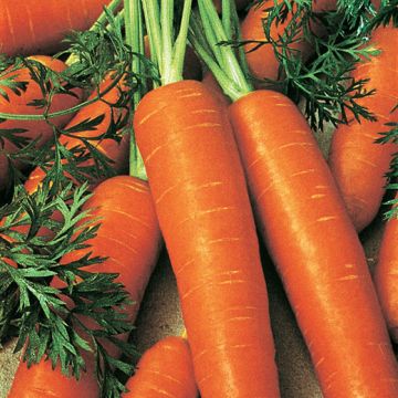 CAROTA LUNGA CILINDRICA D'INGEGNOLI A NASTRO - 10070