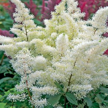 ASTILBE ROCK AND ROLL - 4301-