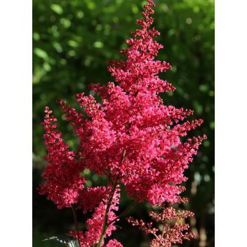 ASTILBE MONTGOMERY - 4302-