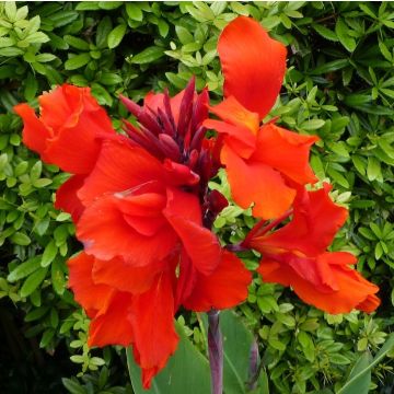 CANNA FIORIFERA A FOGLIE VERDI BRILLIANT - 4309-