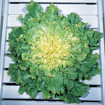 CICORIA SCAROLA GIGANTE DEGLI ORTOLANI - 1433